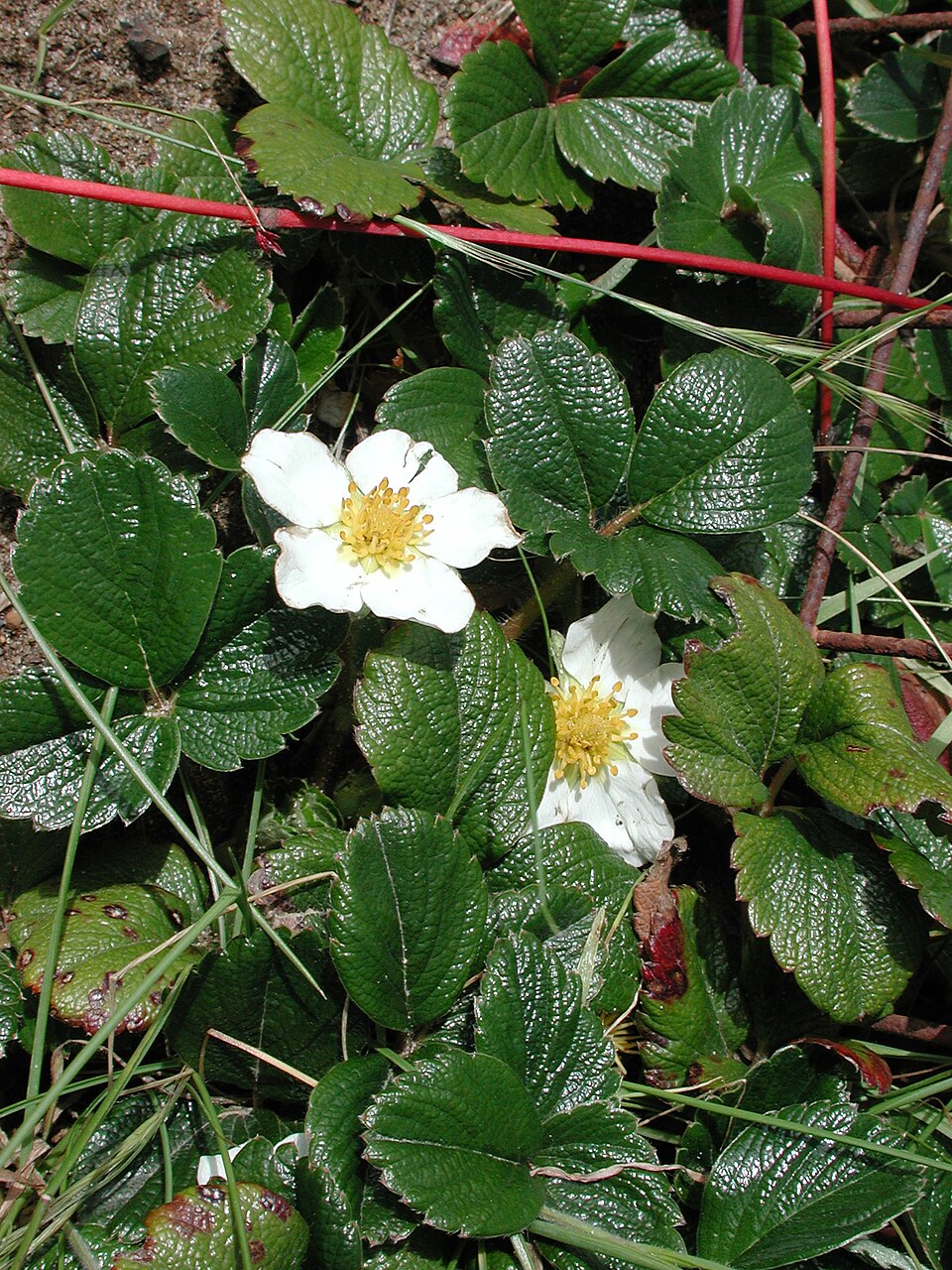 Chilean Strawberry