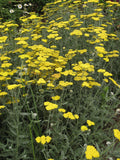 Yarrow 'Cloth of Gold'