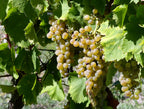 Grape 'Zalagyongye'