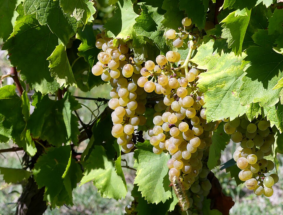 Grape 'Zalagyongye'