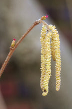 Hazelnut 'Pearsons prolific'
