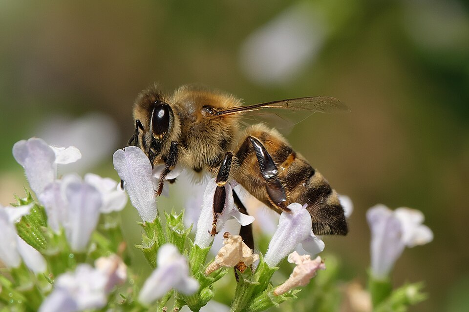 Calamint Savory