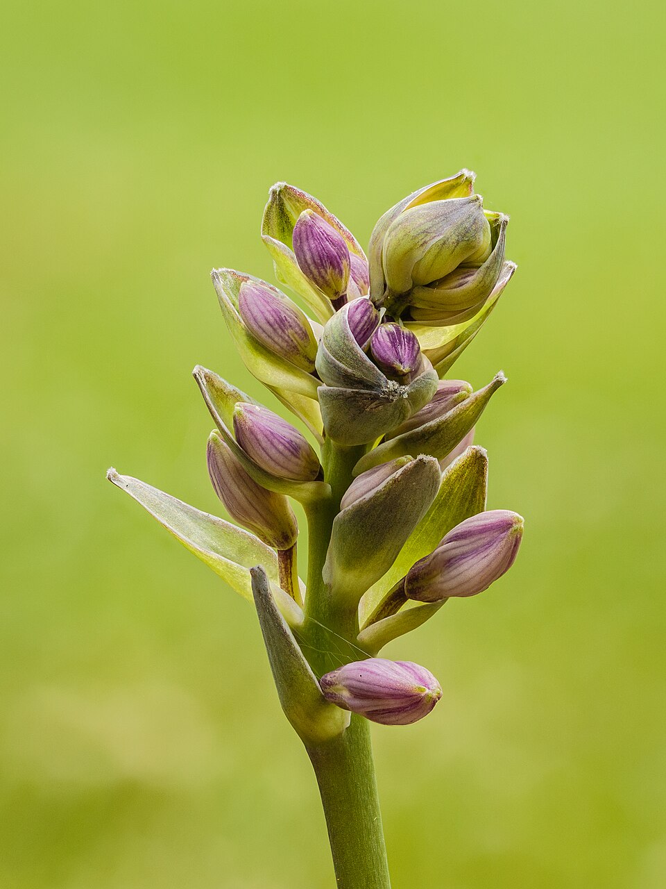 Hosta 'Halcyon'
