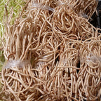 Heart-leaved Houttuynia