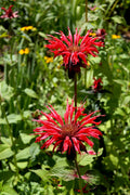 Scarlet Bee Balm