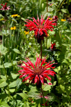 Scarlet Bee Balm