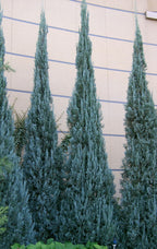 Rocky Mountain Juniper 'Skyrocket'