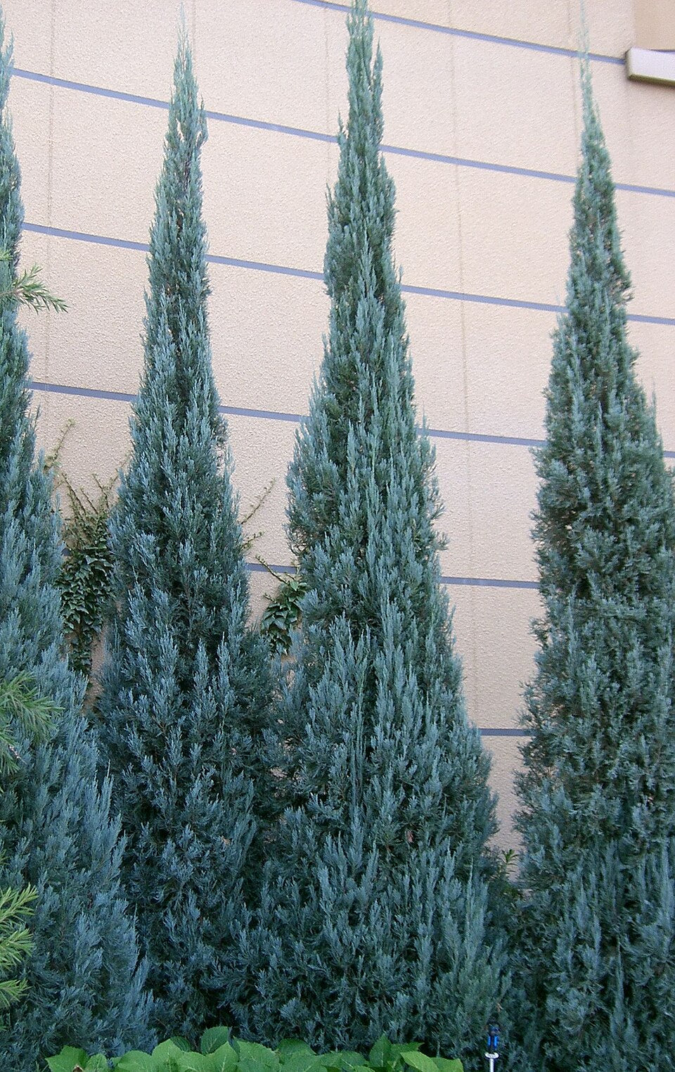 Rocky Mountain Juniper 'Skyrocket'
