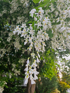 Yellowwood
