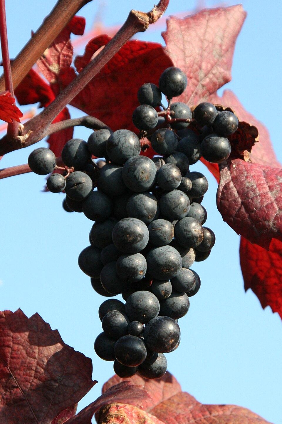 Grape 'Rondo'