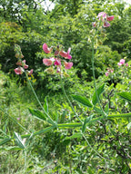 Everlasting Pea