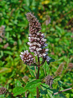 Swiss Mint