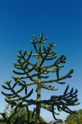 Monkey Puzzle Tree