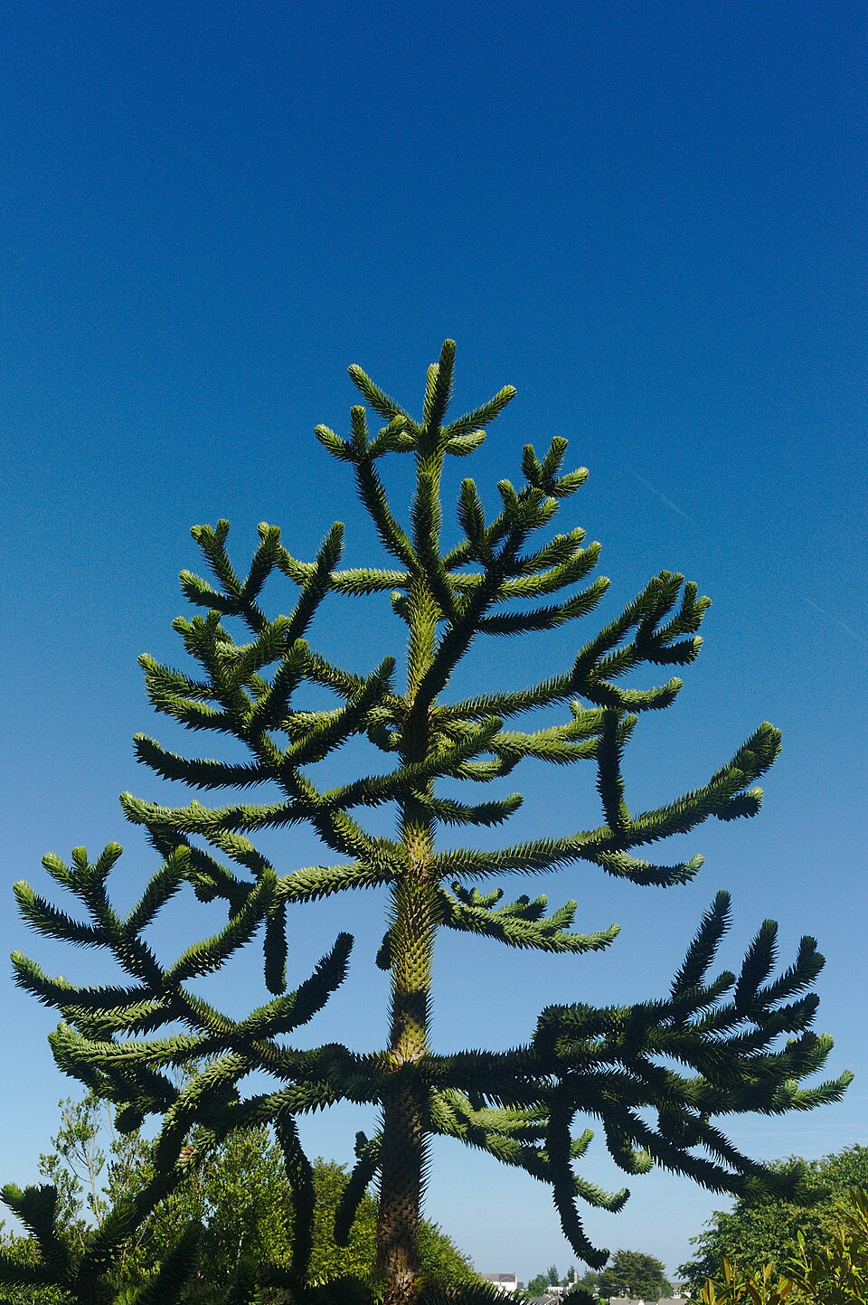 Monkey Puzzle Tree