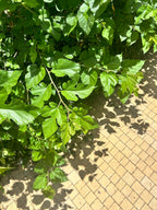 Mulberry 'Carman'