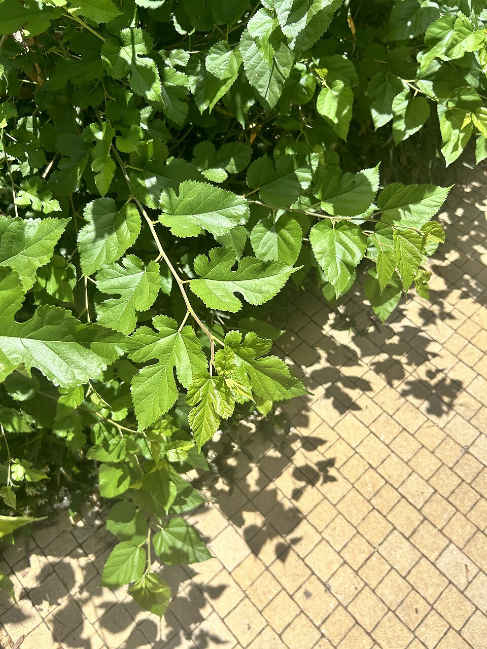 Mulberry 'Carman'