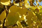 Mulberry 'Carman'