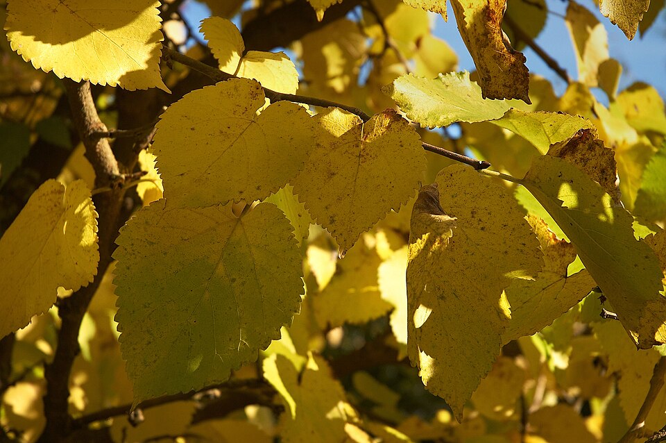 Mulberry 'Carman'