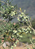 Olive 'El Greco'