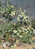 Olive 'El Greco'