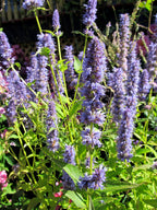 Korean Mint