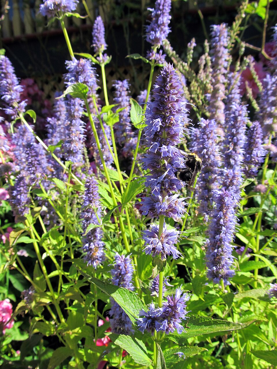 Korean Mint