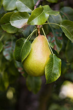 Pear 'Moonglow'