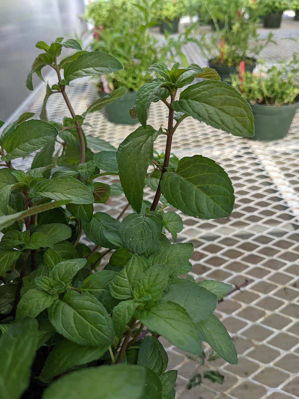 Black Peppermint
