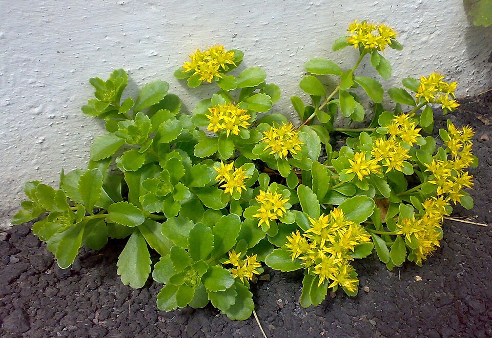 Orange Stonecrop