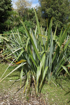 New Zealand Flax
