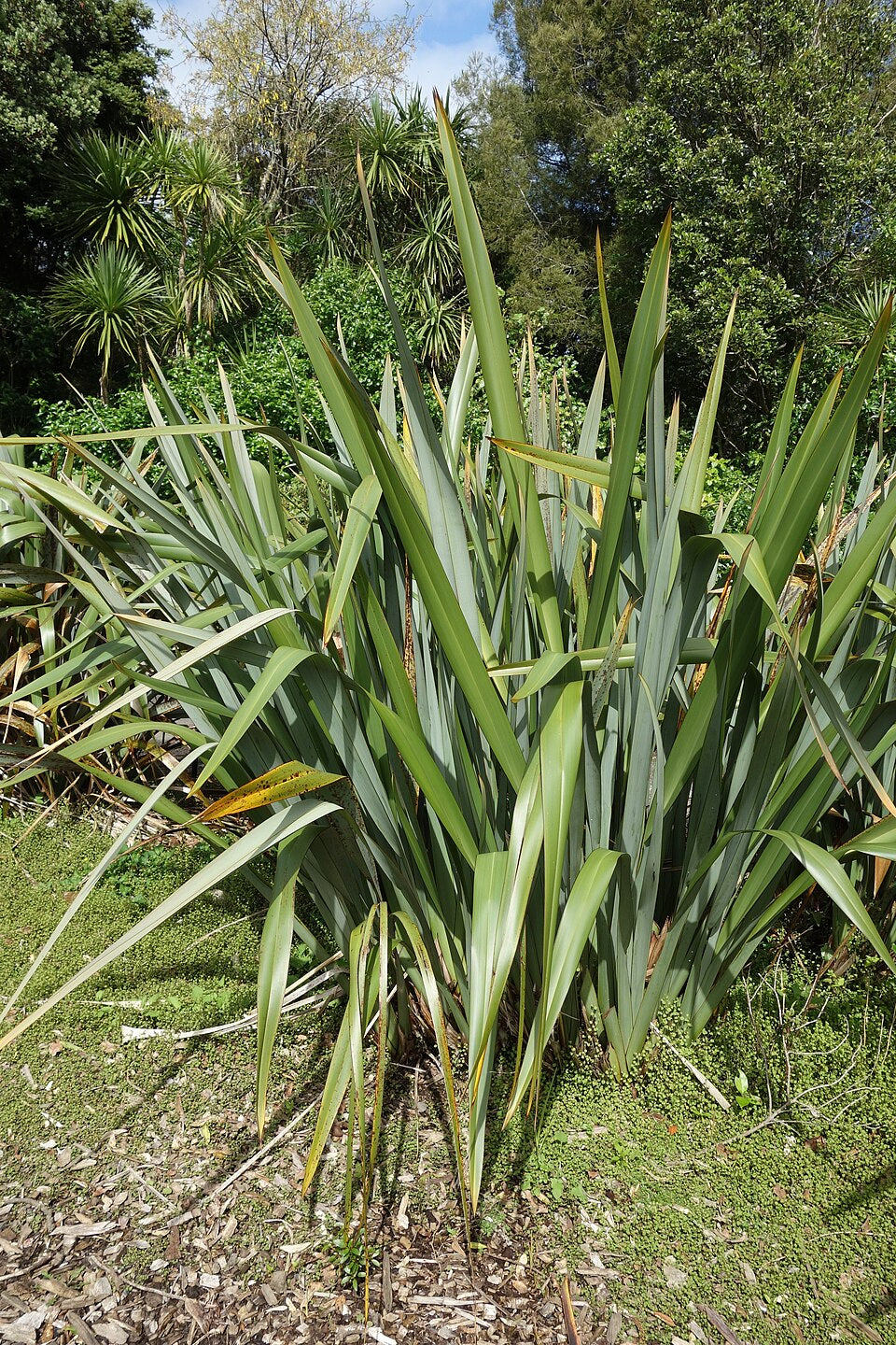 New Zealand Flax