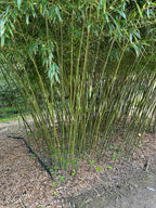 Bisset's Bamboo