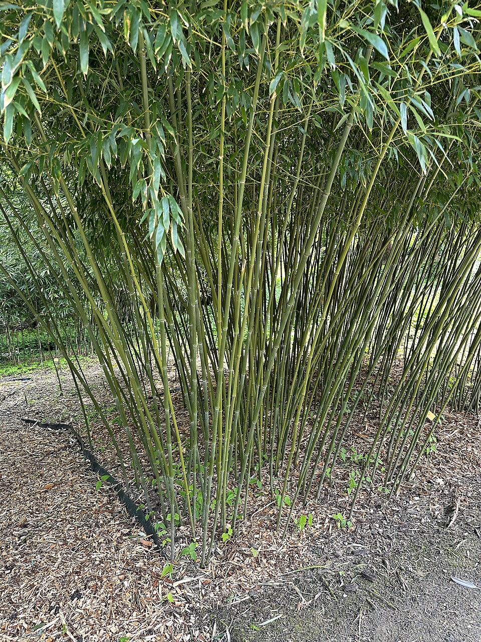Bisset's Bamboo