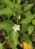 Physalis 'Gigante'