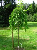 Mulberry 'Pendula'