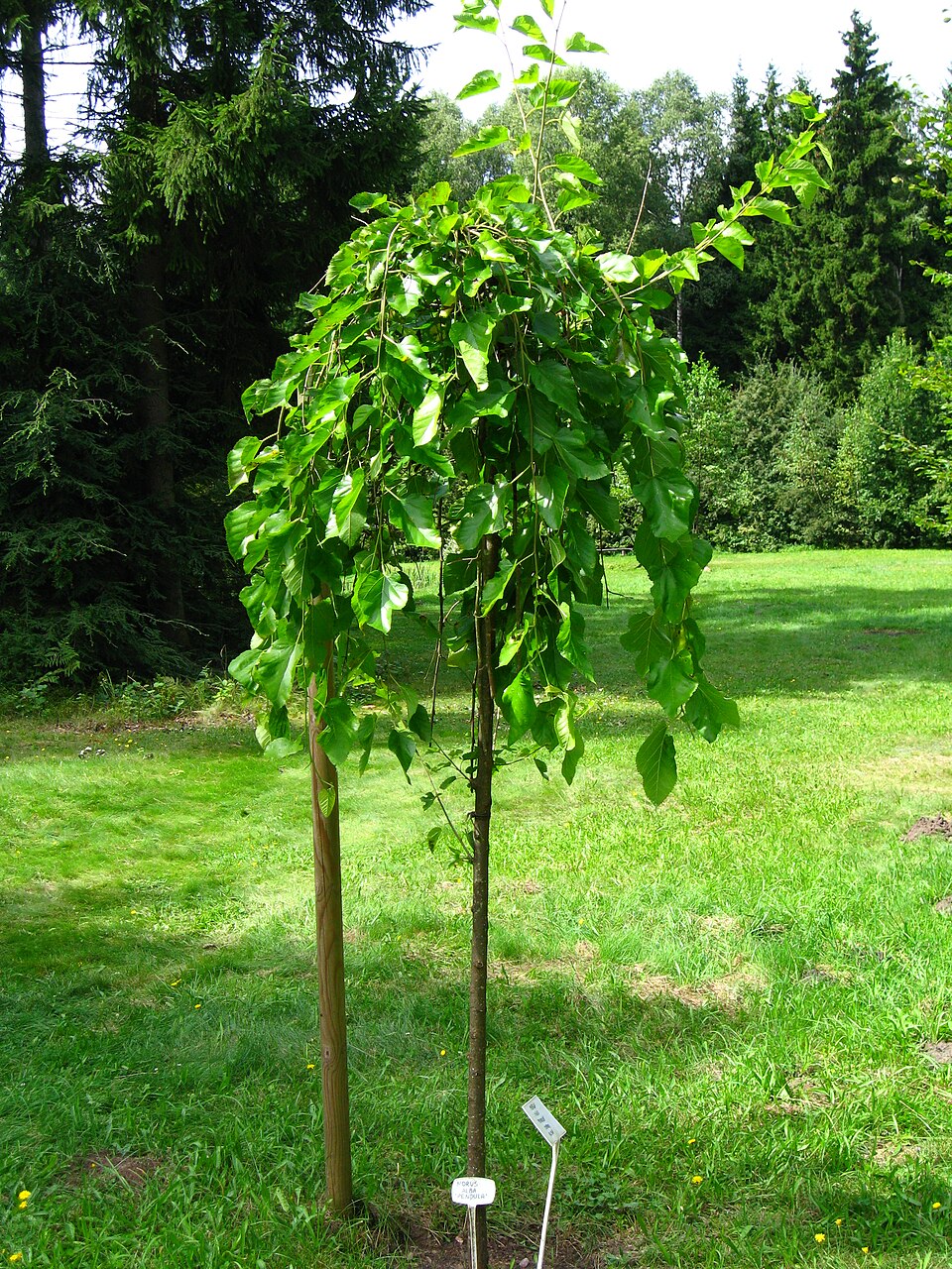 Mulberry 'Pendula'