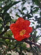 Pomegranate 'Mollar'