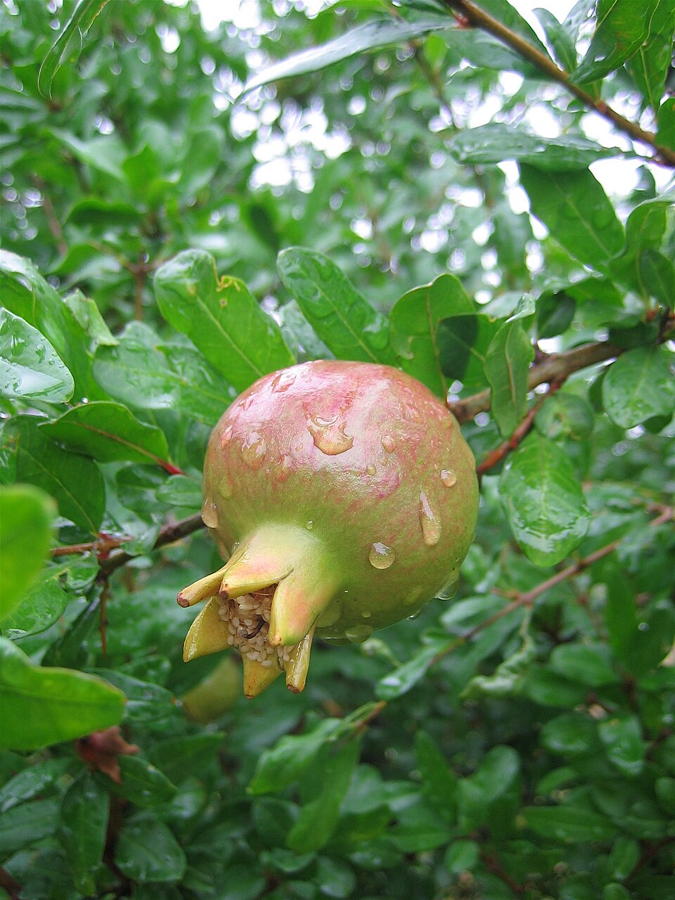 Pomegranate 'Parfianca'