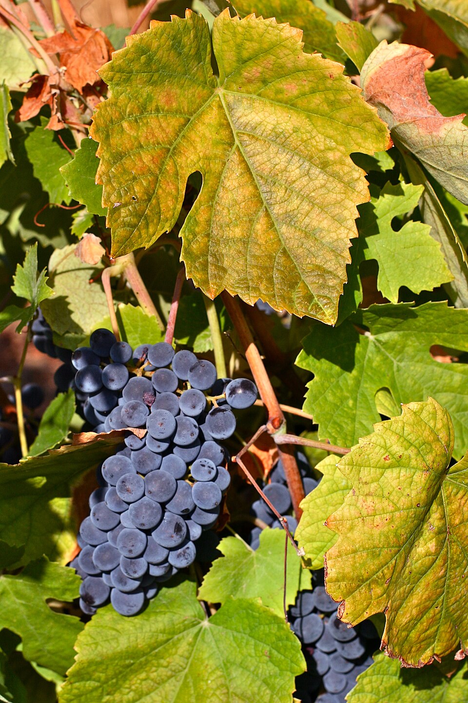 Grape 'Schuyler'