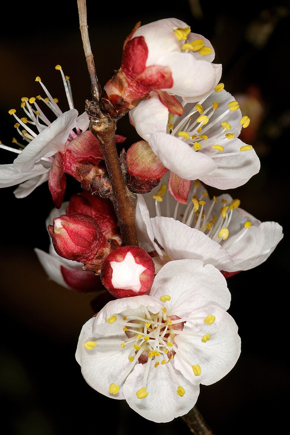 Apricot 'Goldcot'