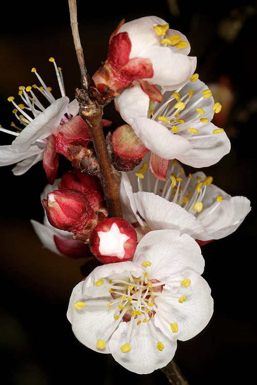 Apricot 'Goldcot'