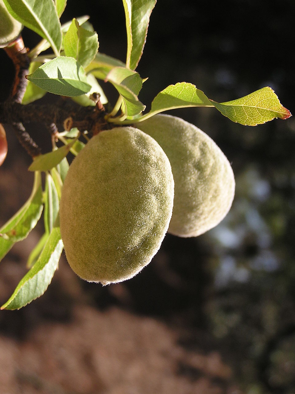Almond 'Phoebe'