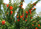 Pomegranate 'Parfianca'