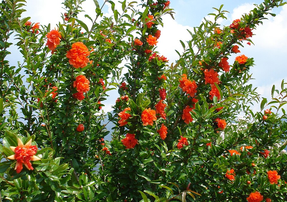 Pomegranate 'Parfianca'