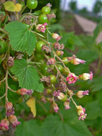 Greencurrant 'Vertii'