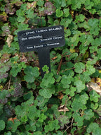 Groundcover Raspberry 'Emerald Carpet'