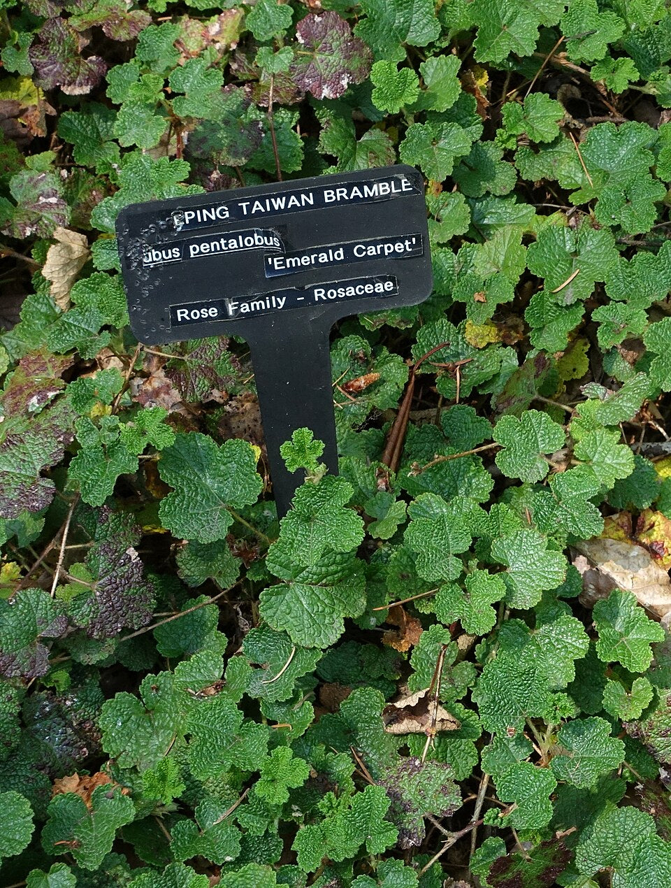 Groundcover Raspberry 'Emerald Carpet'