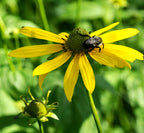 Cutleaf Coneflower