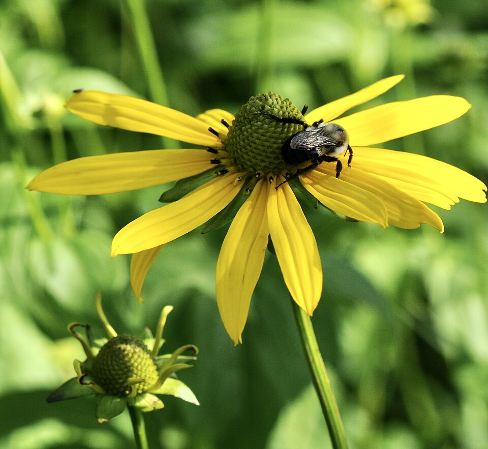 Cutleaf Coneflower
