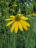 Cutleaf Coneflower